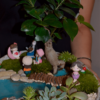 Terrarium bonsai - plante suculente - Livrare Bucuresti